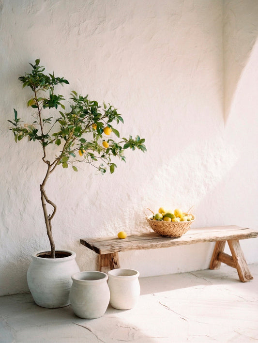 Lemon tree in a large limewashed garden planter with matching planters in soft white and warm neutral tones against a white limewashed wall. | © Bauwerk Imagined, Christoph Neumann