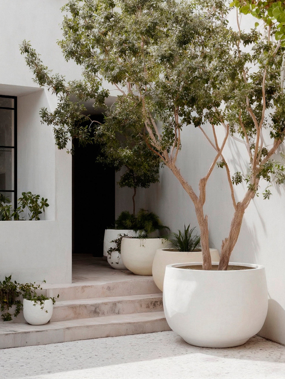 Modern white courtyard entrance with limewashed garden planters in soft white shades surrounding architectural planting. | © Bauwerk Imagined, Christoph Neumann